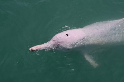 khanom-hill-resort-pink-dolphin
